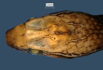Media type: image;   Herpetology R-42788